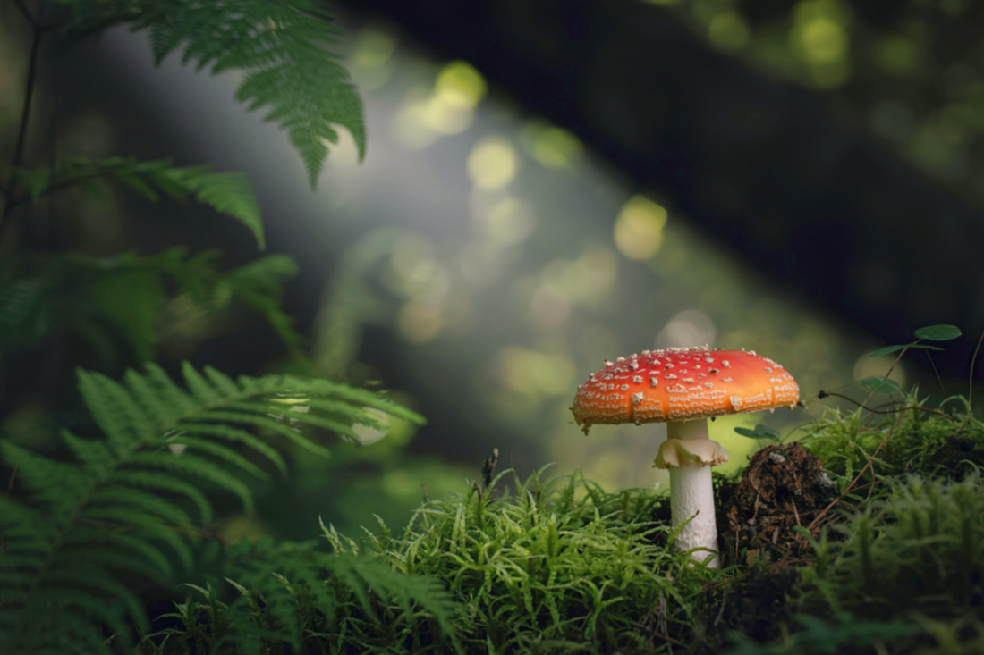 Die Bildungsvorteile von Amanita Muscaria Pulver