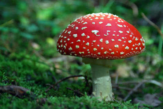 Was sollten Sie beachten, bevor Sie Fliegenpilz Pulver bestellen?