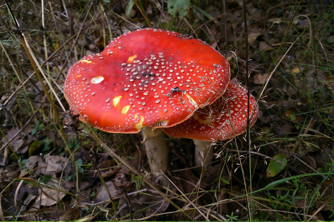 Was macht getrocknete Fliegenpilze so besonders?