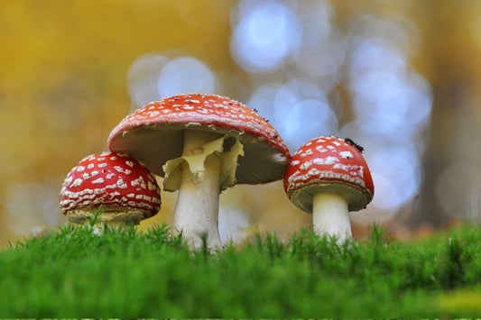 Wie Getrocknete Zauberpilze Wirken – Wissenschaftliche Einblicke und Echte Nutzererfahrungen